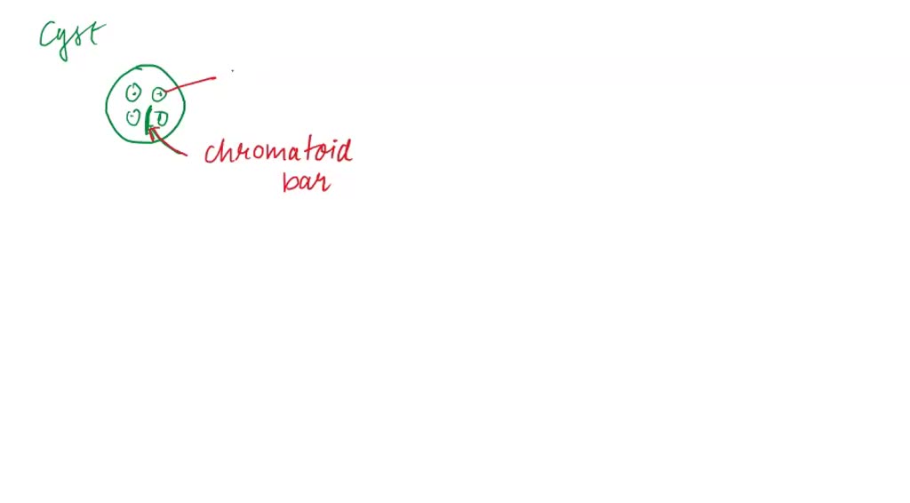 SOLVED: Parasitic Protozoa: Briefly explain about: Trophozoite and Cyst ...