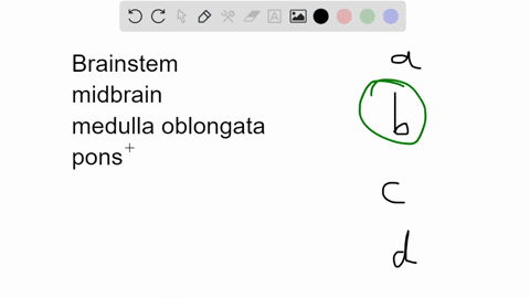 the-part-of-the-brainstem-that-controls-heartbeat-and-breathing-is-the-a-cerebellum-b-medulla-c-cort-43864