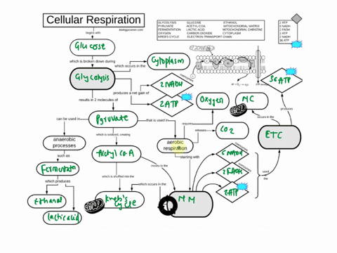 cellular-respiration-glycolysis-glucose-ethanol-pyruvate-acetyl-coa-mitochondrial-matrix-biologycorner-com-fermentation-lactic-acid-mitochondrial-christae-begins-vath-oxygen-carbon-dioxide-c-97989