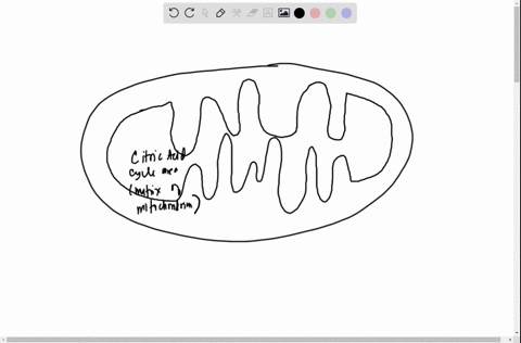 3-below-is-a-schematic-of-a-mitochondrion-a-label-the-following-using-lines-and-labels-like-you-would-in-bio-1-lab-inner-membrane-outer-membrane-intermembrane-space-cristae-matrix-5-points-q-80448