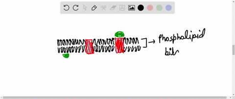 according-to-fluid-mosaic-model-proposed-by-singer-and-nicolson-plasma-membrane-is-composed-of