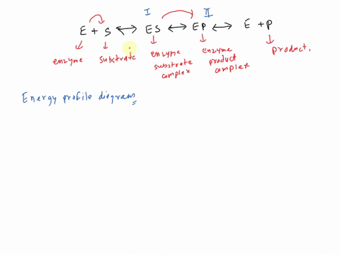the-mechanism-of-an-enzyme-e-catalyzed-reaction-of-a-substrate-s-to-yield-products-p-can-be-written-as-e-s-es-ep-p-e-where-es-and-ep-represent-the-enzyme-substrate-and-enzyme-product-complex-52284