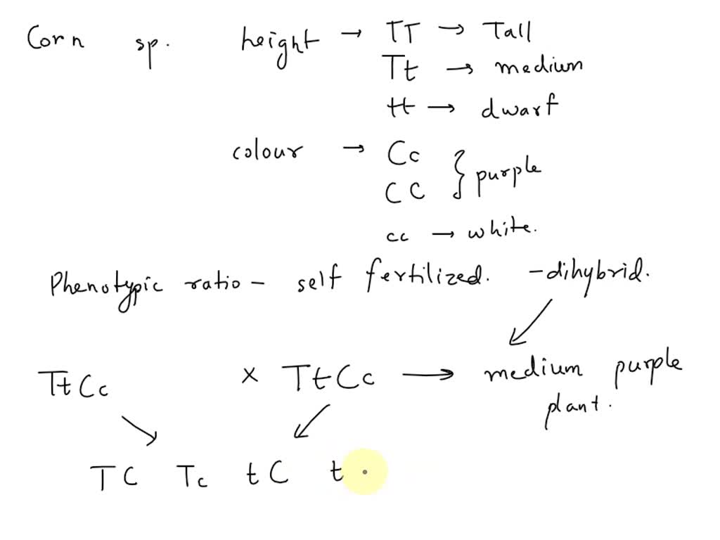 SOLVED: Corn has a color gene and a height gene with the following ...