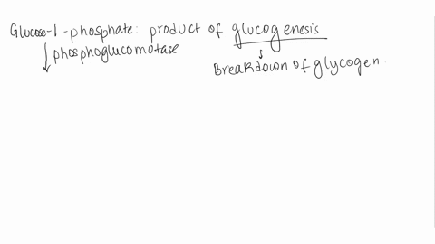 which-liver-enzyme-is-required-to-form-glucose-from-both-glycogen-and-lactate-question-options-a-pyruvate-carboxylase-b-fructose-1-6-bisphosphatase-c-glucose-6-phosphatase-d-phosphorylase-a-70507