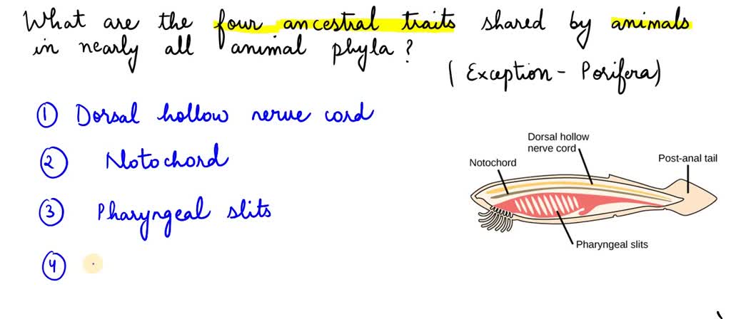 SOLVED: What are the four ancestral traits shared by animals in nearly all the animal (exception, Porifera)? I SOLVED: What are the four ancestral traits shared by animals in nearly all the animal (exception, Porifera)? I