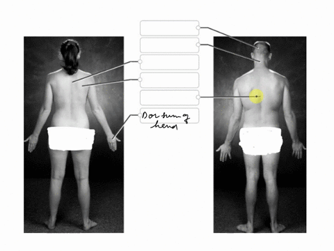 correctly-label-the-following-regions-of-the-external-anatomy-gluteal-dorsum-of-hand-sacral-nuchal-popliteal-cranial-scapular-interscapular-vertebral-06832