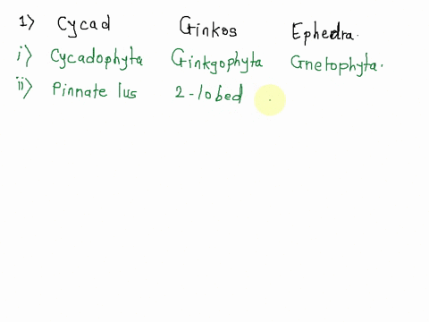 gymnosperms-the-next-group-the-gymnosperms-includes-cone-producing-species-like-pine-trees-and-related-species-like-cycads-ginkos-and-plants-called-gnetophytes-that-include-ephedra-the-stimu-04313