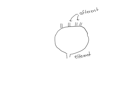 3-are-there-more-afferent-or-efferent-vessels-attached-to-a-lymph-node-what-is-the-functional-purpose-of-this