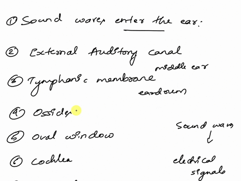 1-describe-the-process-of-hearing-2-explain-how-sound-waves-striking-the-tympanic-membrane-result-in-movement-of-fluids-in-the-inner-ear-64302