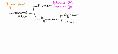 question-10-1-point-which-of-the-following-bases-are-pyrimidines-select-all-that-apply-thymine-adenine-guanine-cytosine-uracil-37175
