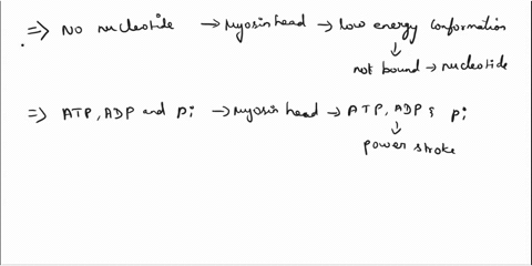 drag-the-text-blocks-below-into-theii-correctorder-the-myosin-head-is-bound-to-atpadp-and-piwhen-it-is-in-the-low-energy-conformation-and-it-is-bound-to-the-thin-filament-no-nucleotide-the-m-13214