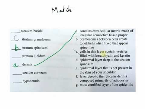 stratum-basale-contains-extracellular-matrix-made-of-irregular-connective-tissue-proper-b-desmosomes-between-cells-create-tonofibrils-when-fixed-that-appear-spine-like-cells-in-this-layer-co-88922
