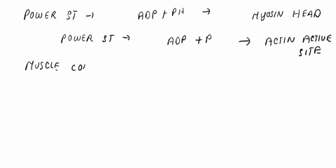 actin-is-sometimes-called-the-thick-filament-it-splits-atp-and-is-responsible-for-the-power-stroke-during-muscle-contraction-true-false-50463