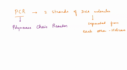 during-pcr-the-two-strands-of-dna-molecules-are-separated-from-each-other-by-the-enzyme-helicase-true-or-false-56131