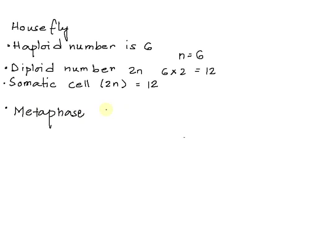 SOLVED The house fly, Musca domestica, has a haploid chromosome number