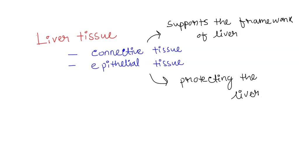 solved-liver-tissue-is-a-combination-of-many-types-of-cells-in