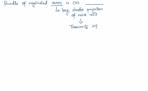 bundles-of-myelinated-axons-in-the-cns-are-called-ganglia-btracts-central-canal-dnerves-intervertebral-foramina-80871