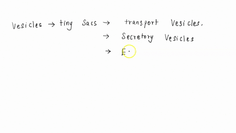 vesicles1fuse-with-the-nucleus-membrane-to-deliver-important-enzymes-such-as-polymerase2bud-off-from-the-endoplasmic-reticulum-in-the-process-of-exocytosis3deposit-their-protein-cargo-in-an-28323