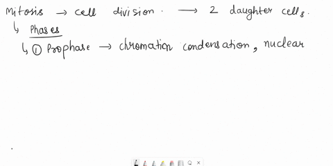 please-tell-me-the-four-phases-of-mitosis-and-explain-well-41535