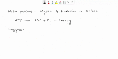 explain-why-the-motor-proteins-myosin-and-kinesin-are-enzymes-and-write-the-reaction-that-each-catalyzes-24787