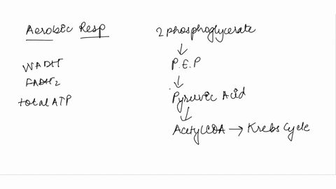 the-reoxidation-of-each-nadh-and-fadhzin-the-lectron-transport-chain-yields-about-2-atp-and-15-atp_-respectively-given-this-statement-answer-the-following-questions-with-regards-to-the-compl-49338