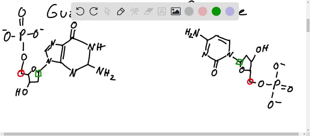 SOLVED: Draw structures to show the difference between ribose and ...