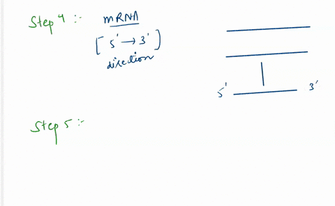 translation-in-order-from-1-12-12pts-put-the-steps-of-eukaryotic-transcription-strand-_-of-mrna-is-made-in-the-5-3-direction-mrna-leaves-the-nucleus-the-translation-machinery-disassembles-se-78464