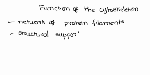 which-of-the-following-is-a-function-of-the-cytoskeleton-82949