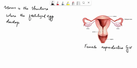 in-which-structure-does-the-fertilized-egg-develop-ovary-fallopian-tube-uterus-vagina-91659