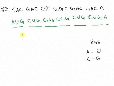 mutated-dna-sequence-2-t-a-c-g-a-c-c-t-t-g-g-c-g-a-c-g-a-c-t-whats-the-mrna-sequence-circle-the-change-what-will-be-the-amino-acid-sequence-will-there-likely-be-effects-what-type-of-mutation-02545