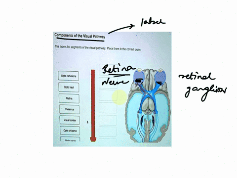 components-of-the-visual-pathway-the-labels-list-segments-of-the-visual-pathway-place-them-in-the-correct-order-optic-radiations-optic-tract-retina-thalamus-visual-cortex-opticchiasma-onticn-39623