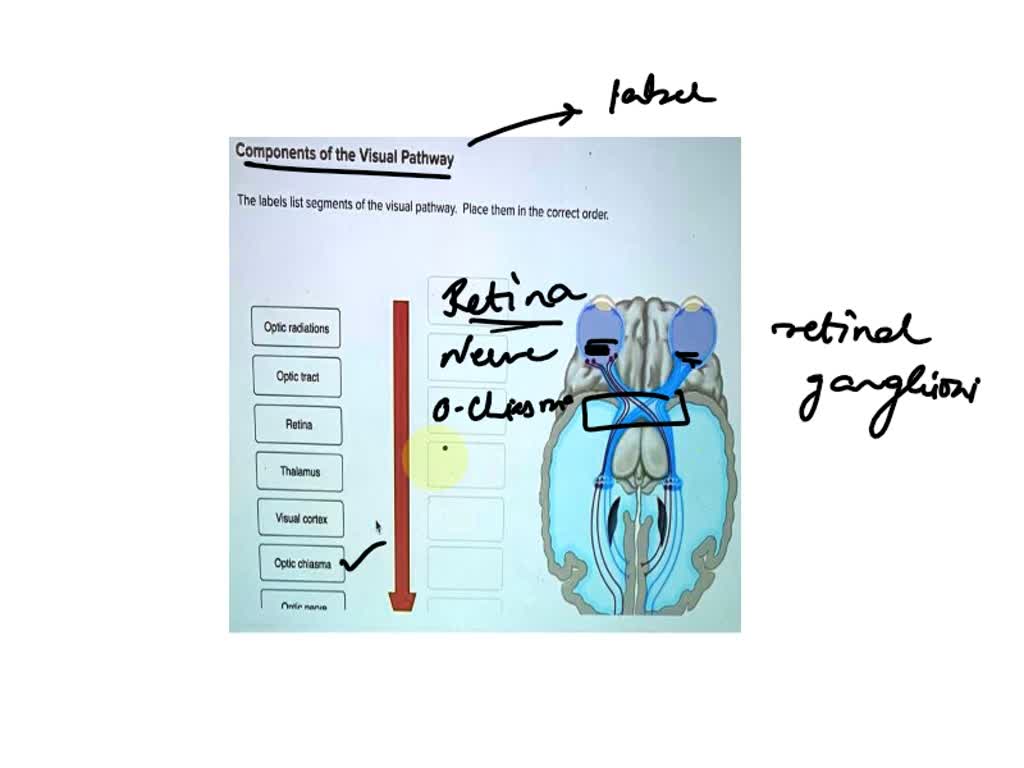 SOLVED: The visual pathway for central vision and high spatial ...