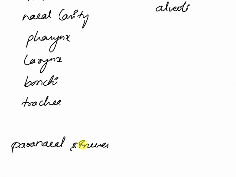chapter-22respiratory-system-1-distinguish-the-structures-of-the-conducting-zone-from-the-structures-of-the-respiratory-zone-2-discuss-locations-and-functions-of-the-paranasal-sinuses-3-desc-61967