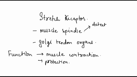 explain-the-importance-of-stretch-receptors-in-muscles-and-tendons-97945