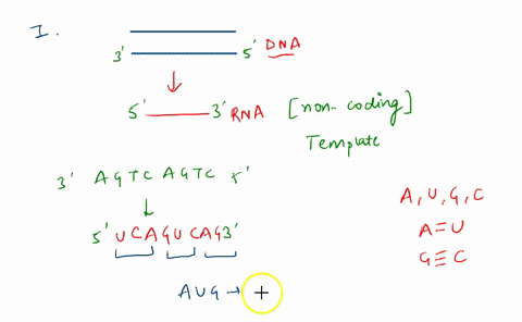 name-class-date-analyze-and-conclude-apply-concepts-how-did-you-know-which-bases-to-use-when-you-transcribed-the-dna-sequence-to-mrna-codons-2-predict-suppose-the-dna-sequence-for-the-first-71246