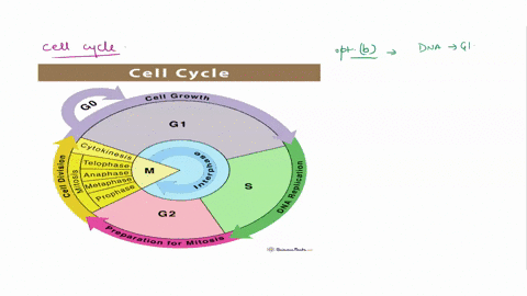which-statement-about-the-cell-cycle-is-not-true-a-it-consists-of-interphase-mitosis-and-cytokines-2-70418