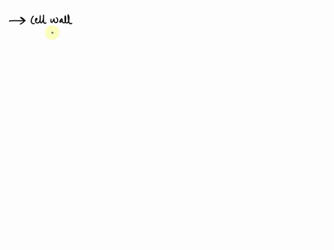 which-plant-cell-organelle-supports-and-maintains-the-cells-shape-and-protects-the-cell-from-damage-o-cell-membrane-o-cell-wall-o-chloroplast-o-vacuole-10534