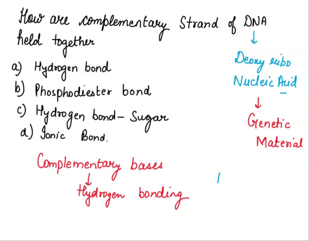 SOLVED How are complementary strands of DNA held together? A) with