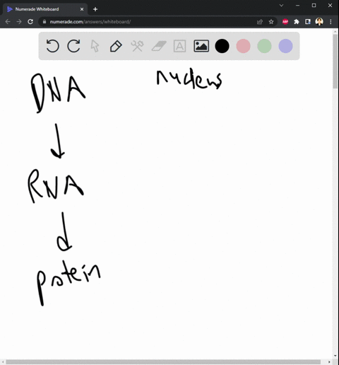select-all-of-the-organelles-that-would-be-involved-the-production-of-protein-that-will-be-used-the-cytoplasm-ribosome-vesicle-rough-er-nucleus-flagella-golgi-apparatus-question-10-select-al-68608