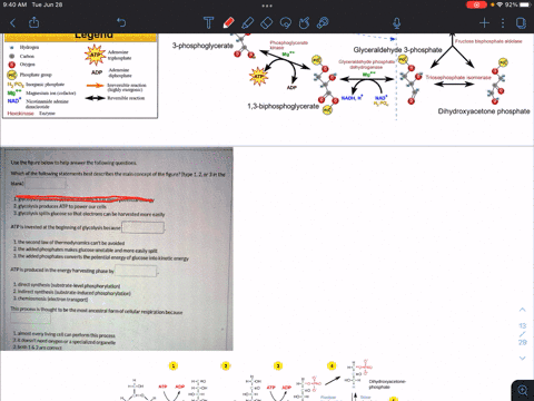 use-the-figure-below-to-help-ansier-the-following-questions-which-of-the-following-statements-best-descrihes-the-ain-concept-of-the-figurc-fype-blank-ir-the-glycolysis-produces-pvruvic-acid-21836