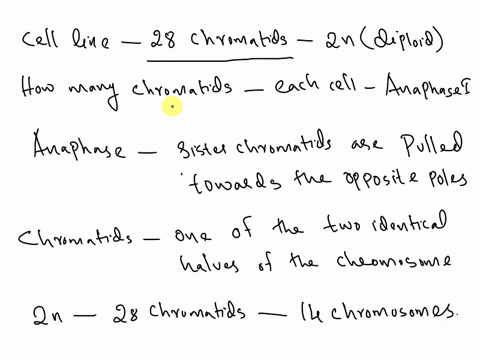 question-11-2-pts-a-ccll-line-has-28-chromatids-in-the-2n-diploid-stage-how-many-chramatids-would-be-present-in-cah-ccll-during-anaphase-i4-0-112-question-12-2-pts-a-cell-ilne-has-28-chromat-75907