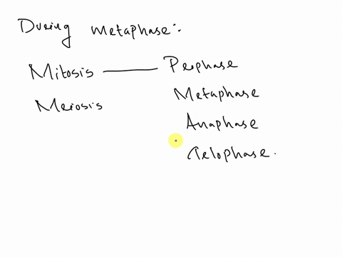 during-metaphase-a-the-nuclear-envelope-breaks-down-releasing-the-chromosomes-into-the-cell-b-sister-chromatids-are-separated-into-individual-chromosomes-and-microtubules-attached-to-kinetoc-42232