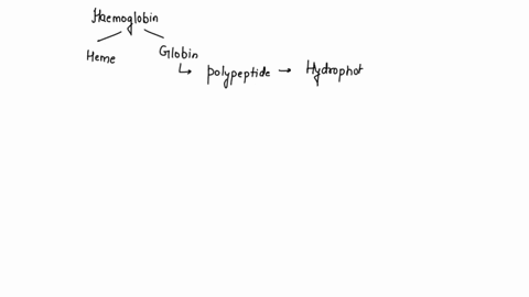 describe-the-structure-and-function-of-hemoglobin-02094