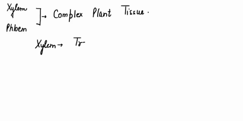 which-type-of-plant-tissues-are-xylem-and-phloem-70415