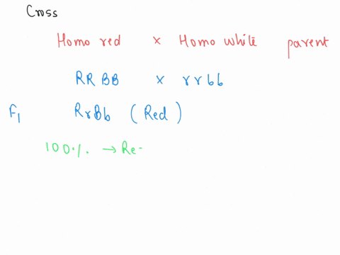 the-red-kernel-color-in-wheat-is-caused-by-the-presence-of-at-least-one-dominant-allele-in-each-of-two-independently-segregating-gene-pairs-r_b_-wheat-plants-with-rrbb-genotypes-have-white-k-14577