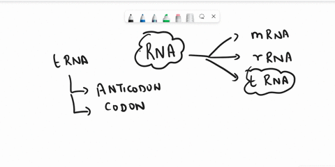 give-the-sequence-of-every-codon-this-trna-with-the-anticodon-5agg3-could-base-pair-with-perfect-and-wobble-matches-and-name-the-amino-acid-coded-for-by-each-codon-whose-sequence-you-have-wr-76795