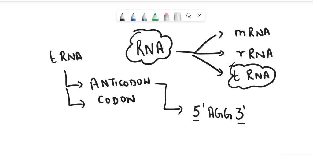 SOLVED: Give the sequence of every codon that this tRNA, with the ...