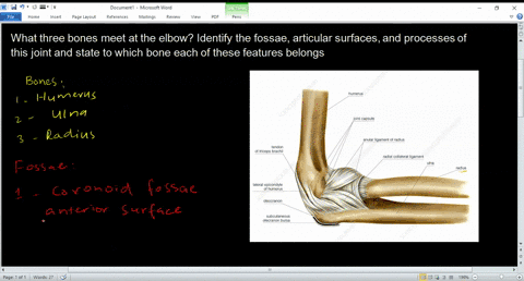 what-three-bones-meet-at-the-elbow-identify-the-fossaearticular-surfaces-and-processes-of-this-joint-and-state-towhich-bone-each-of-these-features-belongs-78302