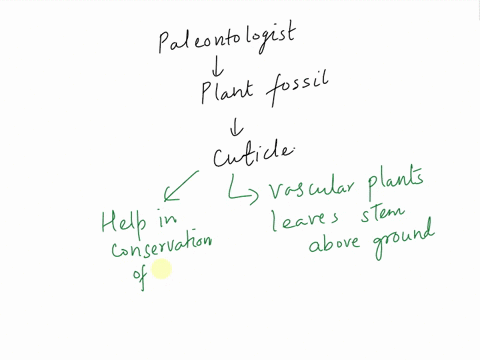 a-paleontologist-finds-a-plant-fossil-that-shows-evidence-of-a-cuticle-what-can-the-paleontologist-conclude-97986