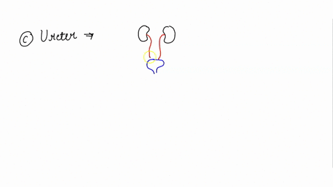 name-the-structure-indicated-by-the-arrow-renal-pelvis-urethra-ureter-collecting-duct-name-the-region-indicated-by-the-arrow-renal-pelvis-renal-cortex-renal-medulla-major-calyx-88407